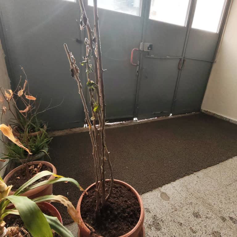Canlı Olmayan Fidanlar Ve İletişim Sorunu Nedeniyle İade Talebi