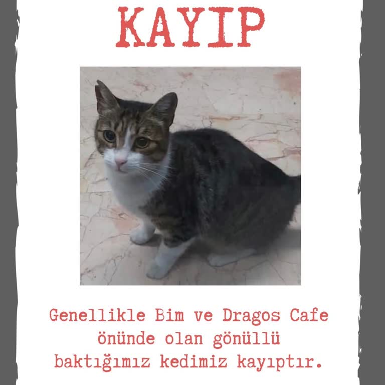 Kayıp Kedi İlanı İçin Yetersiz Destek Ve İlgisiz Yaklaşım