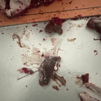Antalya Doğu Garajı Seçen Şubesinde Son Tüketim Tarihi Olmadan Satılan Küflü Pasta Şikayeti