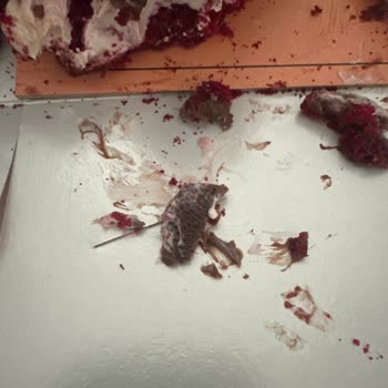 Antalya Doğu Garajı Seçen Şubesinde Son Tüketim Tarihi Olmadan Satılan Küflü Pasta Şikayeti
