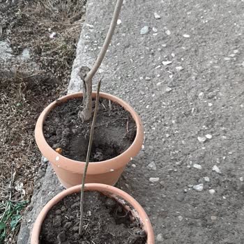 Canlı Fidan Yerine Kuru Dal Gönderildi, 600 TL İadesi Bekleniyor