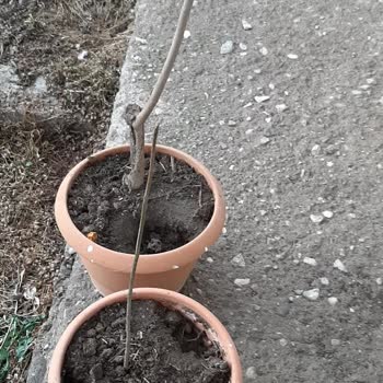 Canlı Fidan Yerine Kuru Dal Gönderildi, 600 TL İade Talebi