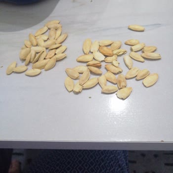 Kırık Ve Acı Kabak Çekirdeği Paketi Kalite Sorunu