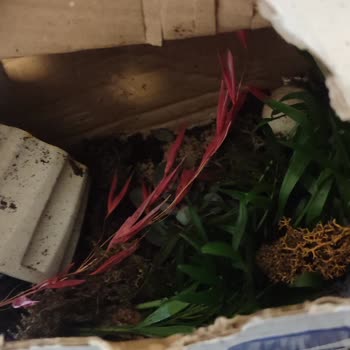 Kırık Teraryum Teslimatı Nedeniyle Güven Kaybı Ve İade İsteği