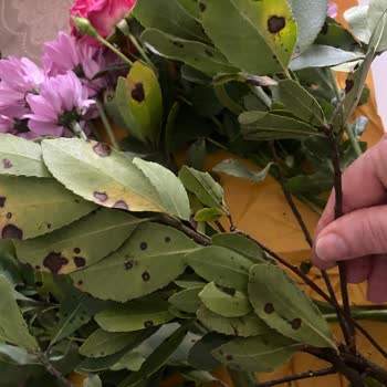 Anneme Gönderilen Çiçeklerde Solmuş Ve Eskimiş Görünüm