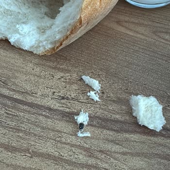 Ekmekçi Gurme Şubesinde Böcekli Bayat Ekmek Satışı