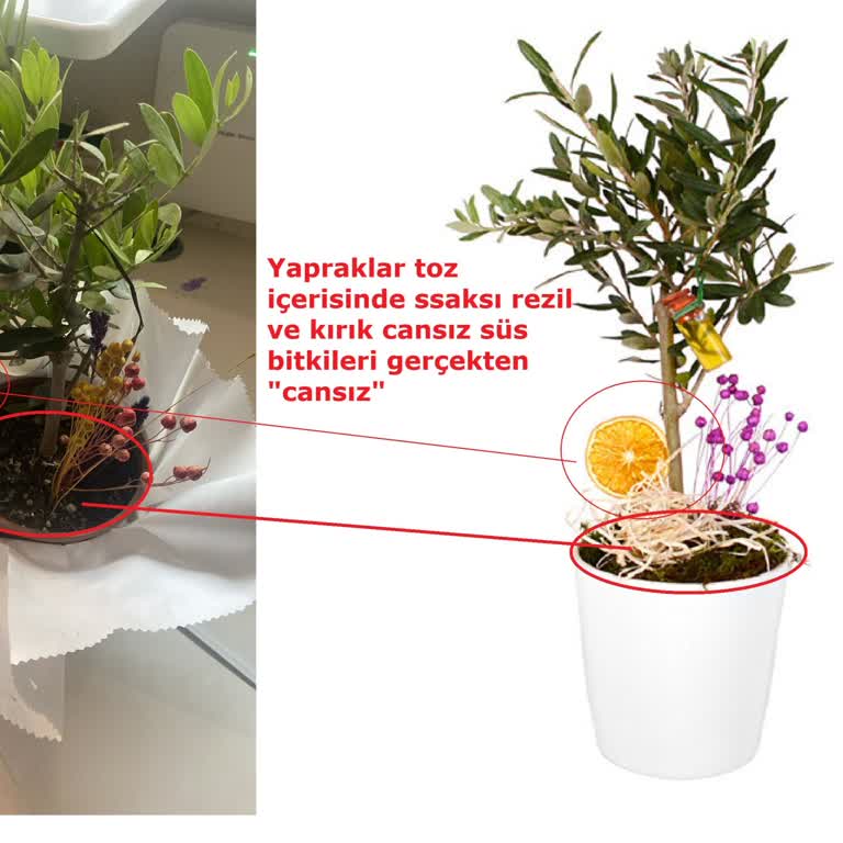 Görseldeki Çiçekler Solmuş Ve Kalitesiz Teslim Edildi