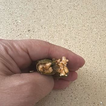 Ayıplı Sarma Ve Yanıtsız Müşteri Hizmetleri Nedeniyle İade Talebi
