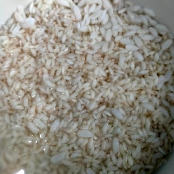 Yayla Osmancık Pirincinde Aşırı Büyük Ve Hamur Gibi Taneler