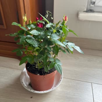 Turuncu Gül Fidanı Yanlış Renk Gönderildi, İade Talebi