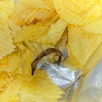 Migros’ta Satın Alınan Ruffles Çipinde Yabancı Cisim Ve Hijyen Sorunu