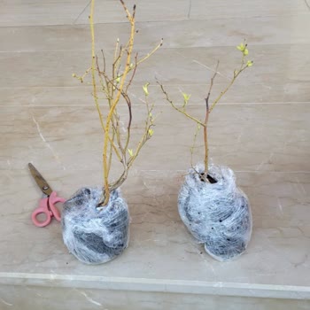 Yanıltıcı Görsellerle Satılan Kalitesiz Yaban Mersini Fideleri
