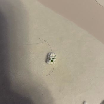 Lor Peynirinde Kıl: Hijyen Ve Güven Sorunu