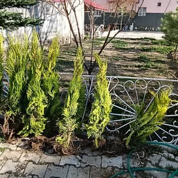 Gül Botanik | İzmir Yanlış Ve Eksik Ürün, Aşırı Kargo Ücretleri Ve Ciddiyetsiz Tutum