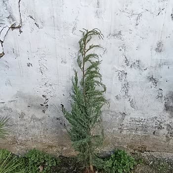 Gül Botanik | İzmir Yanlış Ve Eksik Ürün, Aşırı Kargo Ücretleri Ve Ciddiyetsiz Tutum