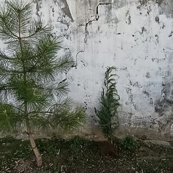 Gül Botanik | İzmir Yanlış Ve Eksik Ürün, Aşırı Kargo Ücretleri Ve Ciddiyetsiz Tutum