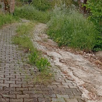 Müftüler Mahallesi 3110. Sokakta Yabani Otların Kesilmesi Ve Temizlik Talebi