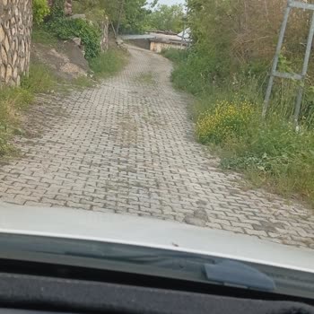 Müftüler Mahallesi 3110. Sokakta Yabani Otların Kesilmesi Ve Temizlik Talebi