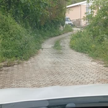 Müftüler Mahallesi 3110. Sokakta Yabani Otların Kesilmesi Ve Temizlik Talebi