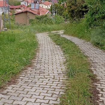 Müftüler Mahallesi 3110. Sokakta Yabani Otların Kesilmesi Ve Temizlik Talebi