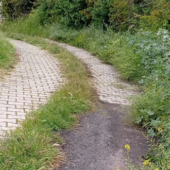 Müftüler Mahallesi 3110. Sokakta Yabani Otların Kesilmesi Ve Temizlik Talebi