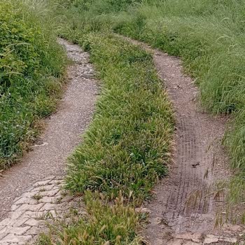 Müftüler Mahallesi 3110. Sokakta Yabani Otların Kesilmesi Ve Temizlik Talebi