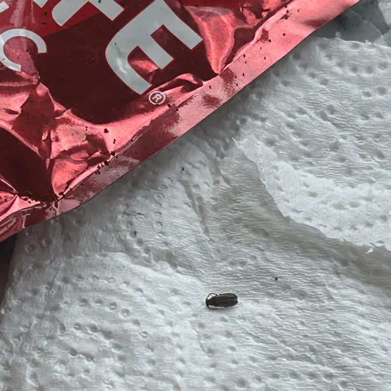 Nescafe Classic Kahvede Ölü Böcek