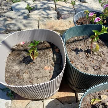 Zen Garden'den Kalitesiz Fideler Ve Cevapsız İletişim
