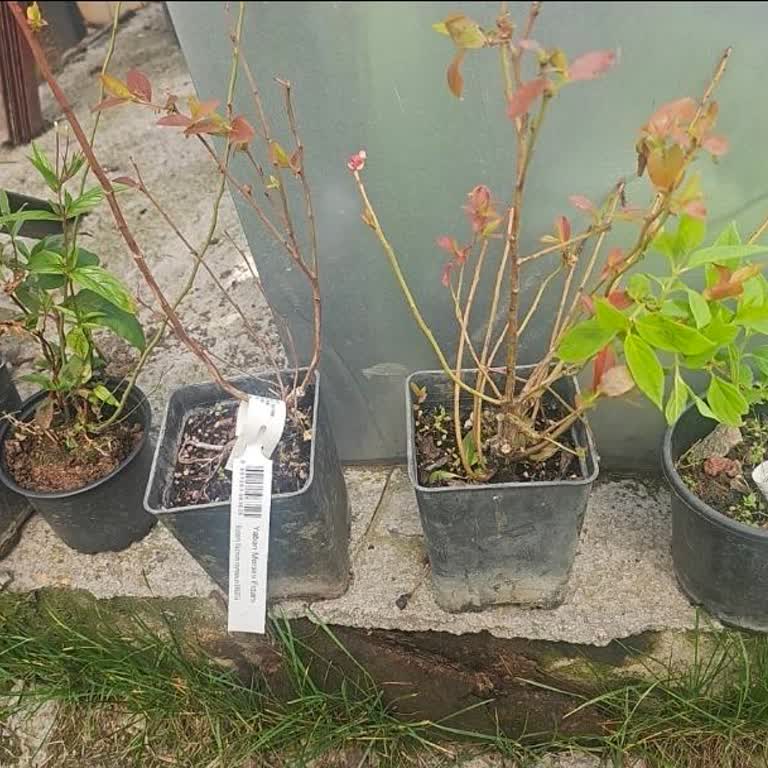 İlanla Uyuşmayan Fidan Boyutu Ve Samimiyetsiz Müşteri Desteği