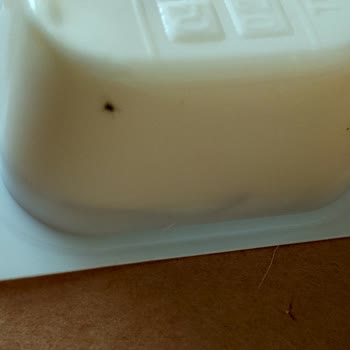 Burger King Hamburgerinde Böcek Bulundu: Hijyen Sorunu Ve İade Talebi
