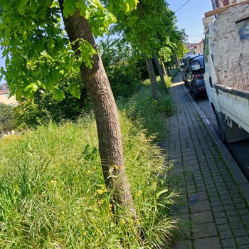 Mercan Sokak'ta Aşırı Otlar Nedeniyle Acil Ot Biçme Ve Pest Kontrolü Gerekiyor