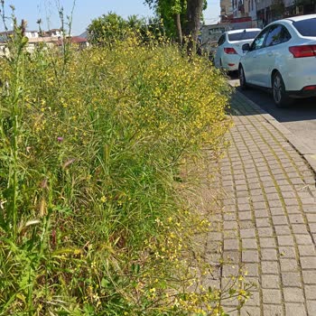 Mercan Sokak'ta Aşırı Otlar Nedeniyle Acil Ot Biçme Ve Pest Kontrolü Gerekiyor