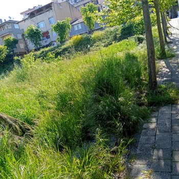 Mercan Sokak'ta Aşırı Otlar Nedeniyle Acil Ot Biçme Ve Pest Kontrolü Gerekiyor