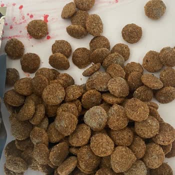 Küflü Köpek Maması, İade Talebi Ve Cevapsız İletişim