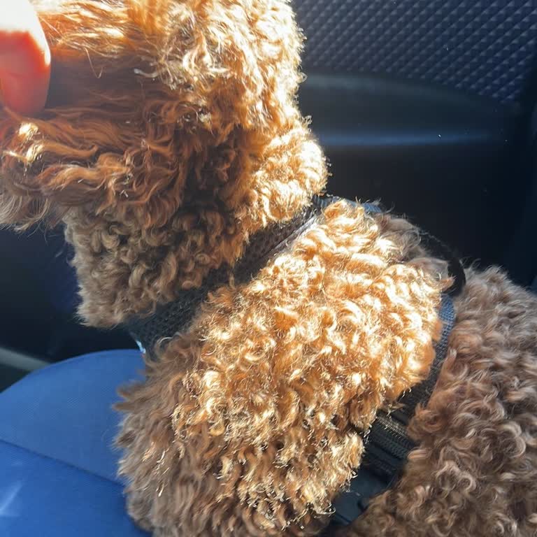 Emsa Petshop Çalışan Kişinin İlgisiz ve Anlayışsız Bir Tavır Sergilemesi