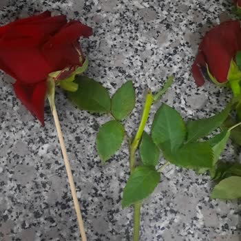 Görsellerle Uyuşmayan, Dalları Kopmuş Ve Kötü Ambalajlı Çiçek Buketi