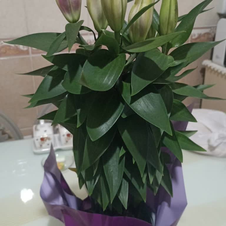 Açmış Ve Çürük Lilyum Çiçeği Gönderildi, Sürpriz Bozuldu
