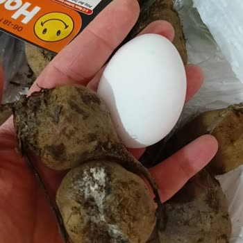 Trendyol Market'ten Bozuk Ve Küflü Kırmızı Pancar Gönderilmesi
