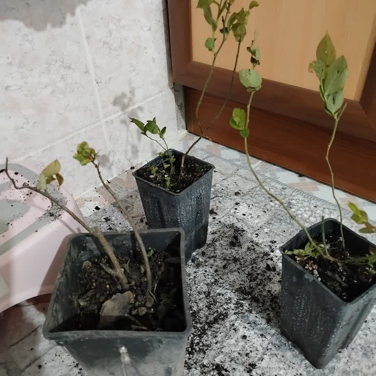 Alz Garden’dan Kırık Fidan Teslimatı Ve Cevapsız İletişim