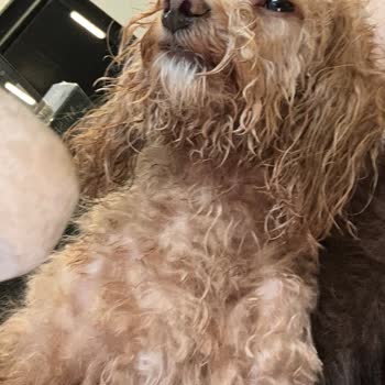 Coco Pet Boutique & SPA Ne Profesyonellik Ne De Gerçek Anlamda Hayvan Sevgisi