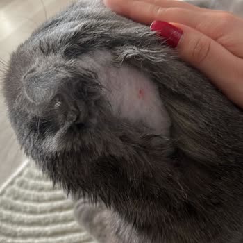 Anadolu Veteriner Kliniği'nde Acil Müdahale Eksikliği Ve Kedimde Fiziksel Zarar