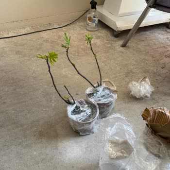 Abelia Fidancılık Aldığım 3 Yaşındaki İncir Fidanları Yanıltıcı ve Yanıtsız