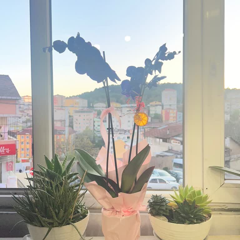 Salonbitkileri.com Geç Teslimat, Yanıltıcı Orkide ve Cevapsız Müşteri Hizmetleri