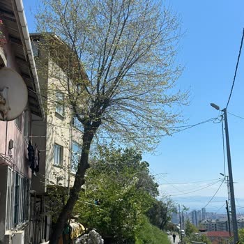 Çınar Ağacının Aşırı Uzayan Dalları Elektrik Hatlarını Tehdit Ediyor Ve Komşu Görüşlerini Engelliyor