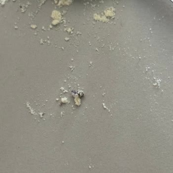 Beyorganik Nohut Ununda Böcek Çıkması Ve İade Reddi