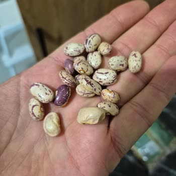 Duru Barbunya’da Çiğ, Sert Ve Dağılma Sorunu