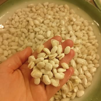 Duru Bulgur Duru Fasulye Suya Konulunca Ortadan İkiye Bölündü