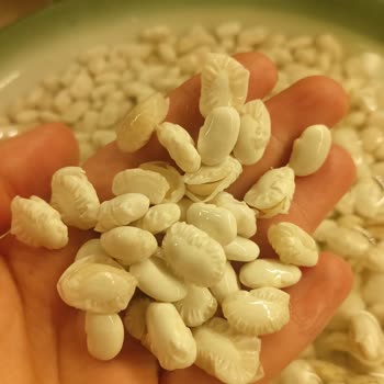 Duru Bulgur Duru Fasulye Suya Konulunca Ortadan İkiye Bölündü