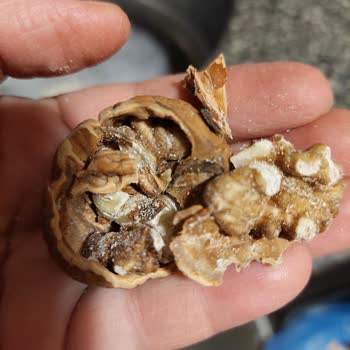 Migros’tan Gelen Çürük Ve Böceklenmiş Ceviz İçin Ücret İadesi Talebi