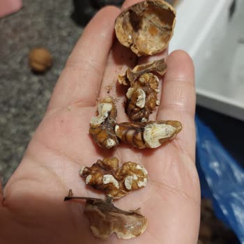 Migros’tan Gelen Çürük Ve Böceklenmiş Ceviz İçin Ücret İadesi Talebi